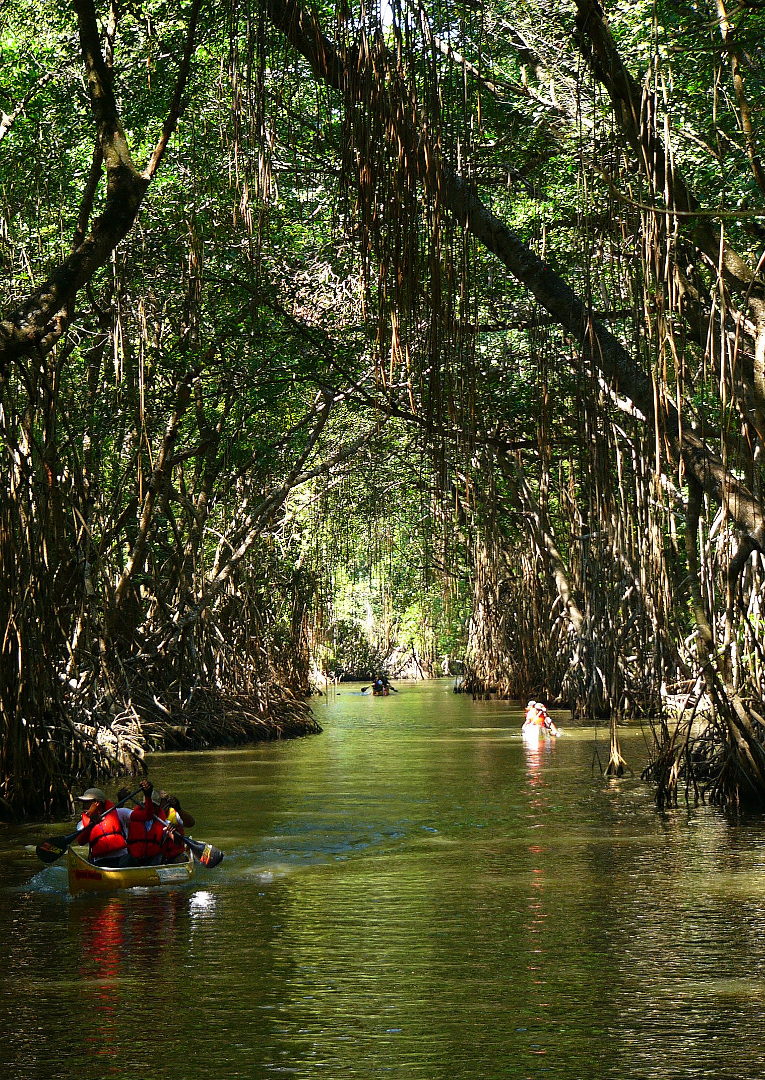 Photo 1 from Mangrove Action Project